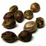 Семена марихуаны АК-47  (Seeds AK-47) в Короче